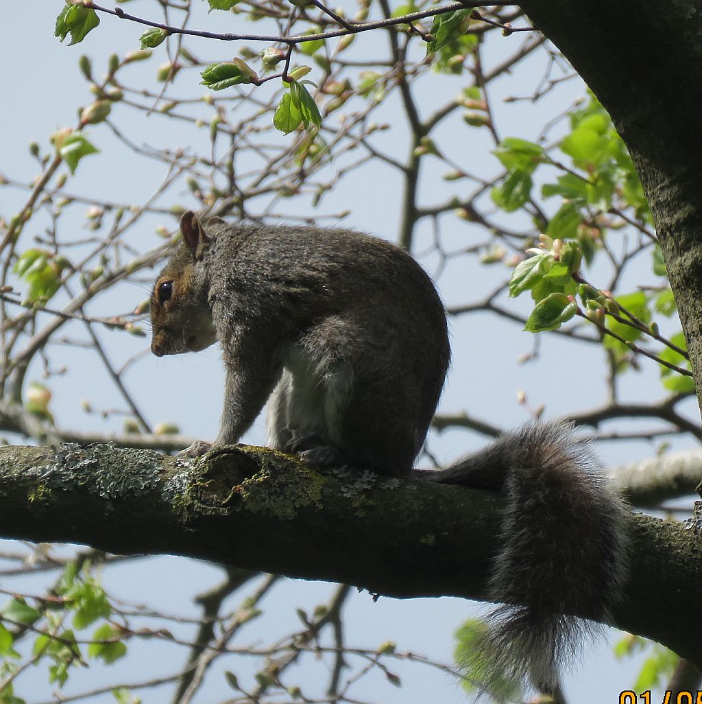  Grey squirrel  
